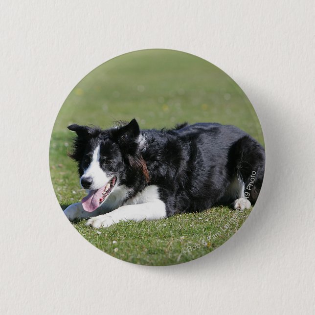 Border Collie Laying Down 6 Cm Round Badge (Front)