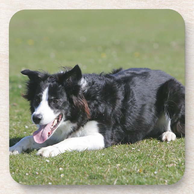Border Collie Laying Down Coaster (Front)