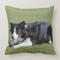 Border Collie Laying Down