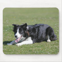 Border Collie Laying Down