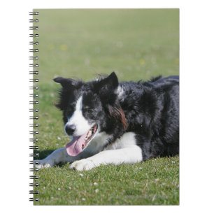 Border Collie Laying Down Notebook