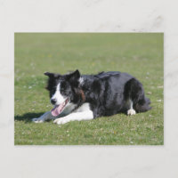 Border Collie Laying Down
