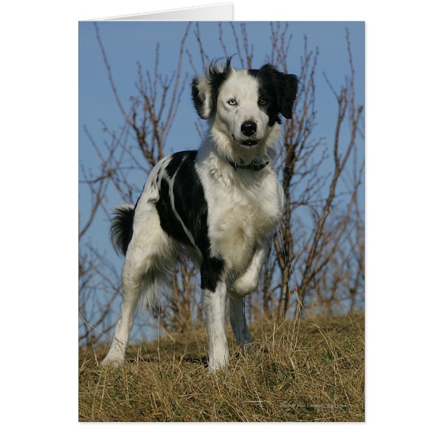 Border Collie Leg Raised (Front)