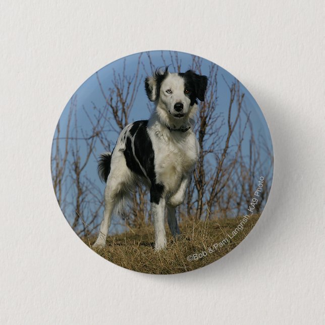 Border Collie Leg Raised 6 Cm Round Badge (Front)