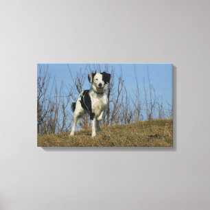 Border Collie Leg Raised Canvas Print
