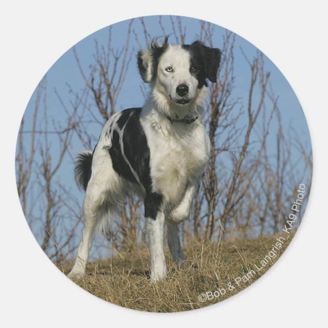 Border Collie Leg Raised Classic Round Sticker (Front)