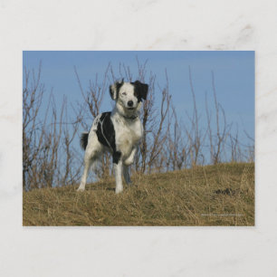 Border Collie Leg Raised Postcard