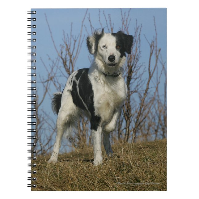Border Collie Leg Raised Spiral Notebook (Front)