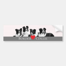 Border Collie Love