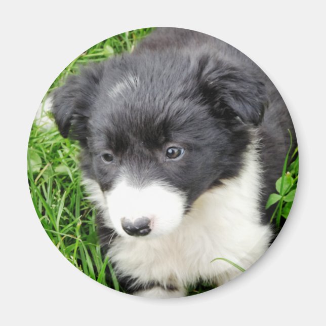 BORDER COLLIE MAGNET (Front)