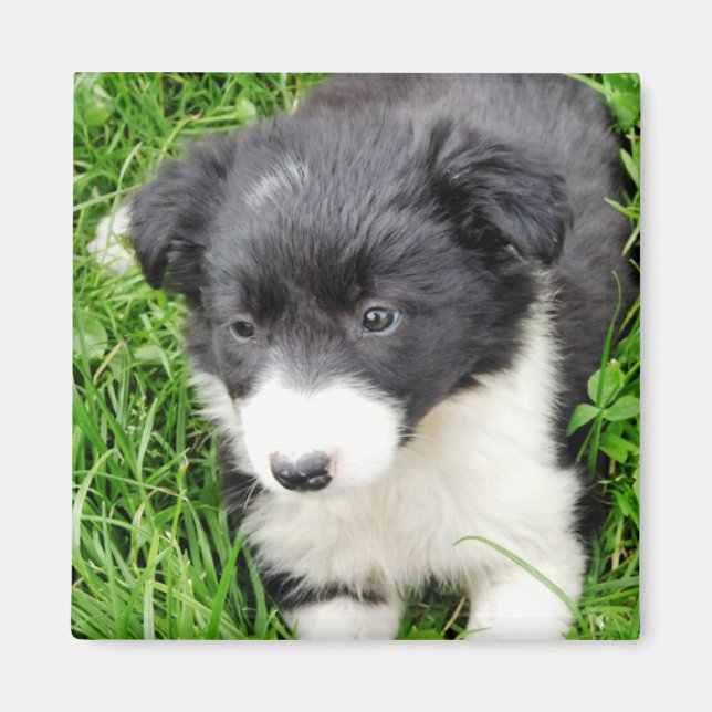 BORDER COLLIE MAGNET (Front)