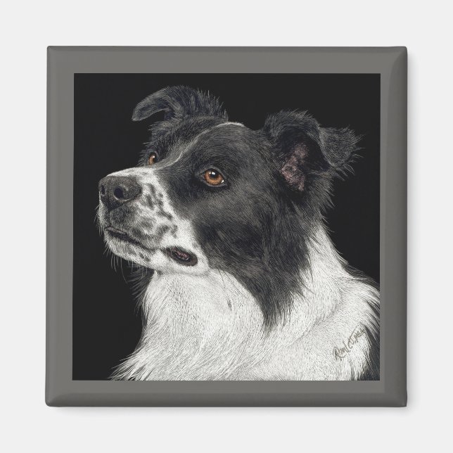 Border Collie Magnet - "Ben" (Front)