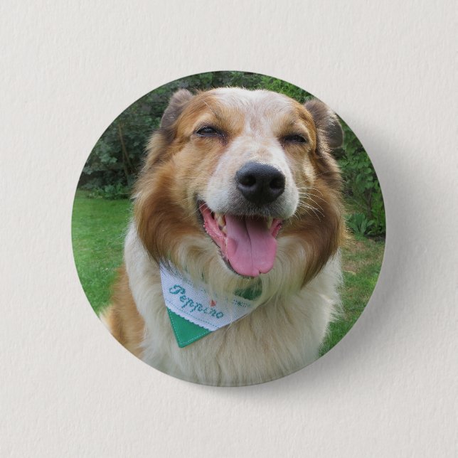 border collie mix 6 cm round badge (Front)