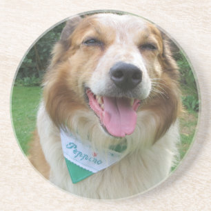 border collie mix coaster