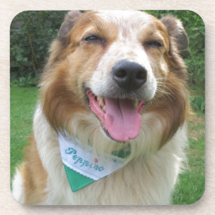 border collie mix coaster