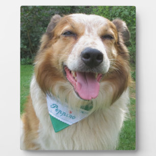 border collie mix plaque