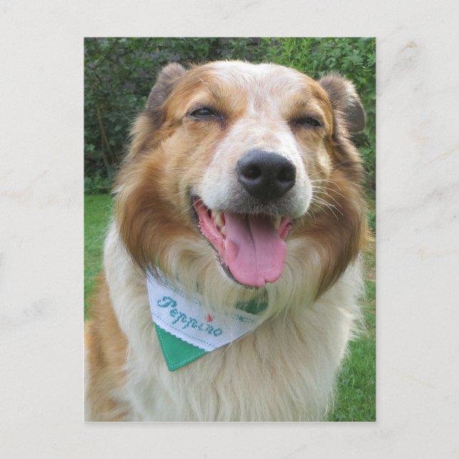 border collie mix postcard (Front)