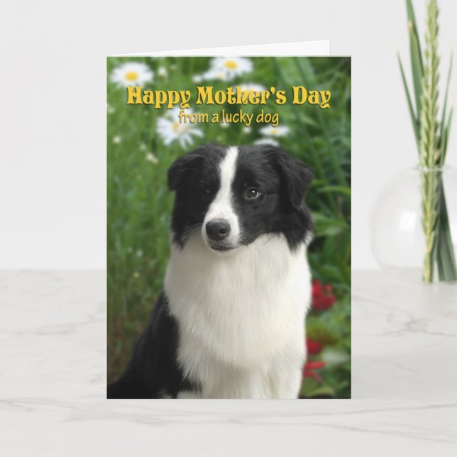 Border Collie Mother's Day Card (Front)
