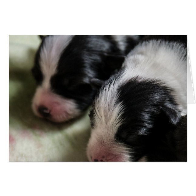 Border Collie Newborn Puppies (Front Horizontal)