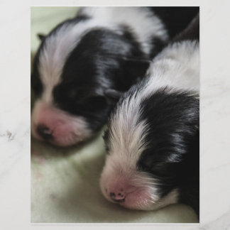 Border Collie Newborn Puppies Flyer