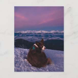 Border Collie on Snowy Mountain Peak at Sunset Postcard