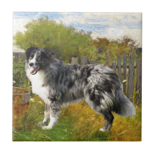 Border Collie on the Farm Tile