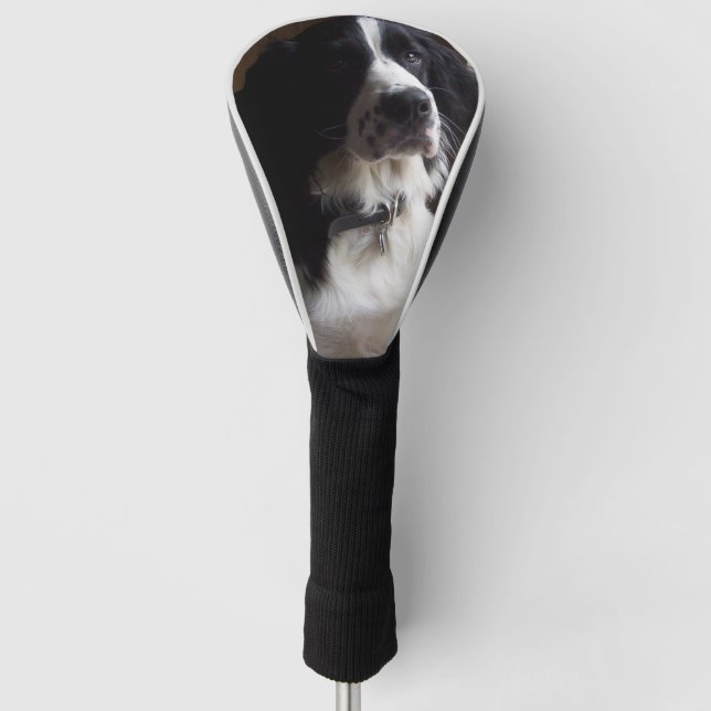 border collie p2 golf head cover (Front)