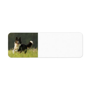border collie p9
