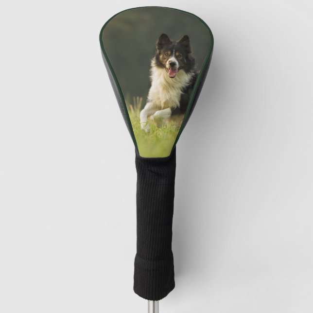 border collie p9 golf head cover (Front)