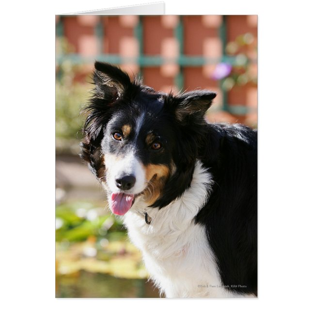 Border Collie Panting 1 (Front)