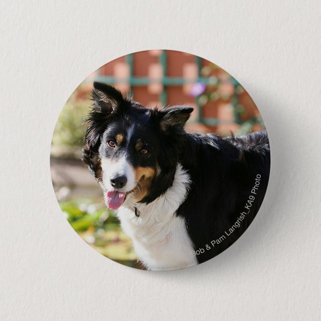 Border Collie Panting 1 6 Cm Round Badge (Front)
