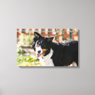 Border Collie Panting 1 Canvas Print