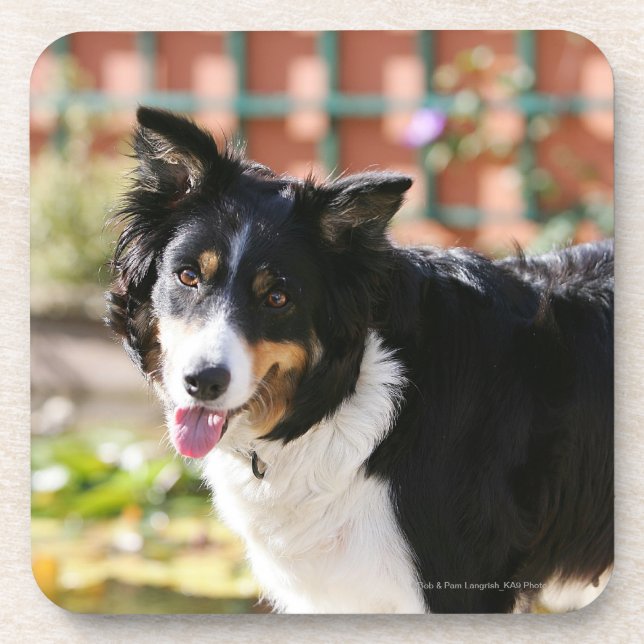 Border Collie Panting 1 Coaster (Front)