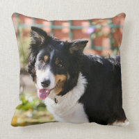Border Collie Panting 1