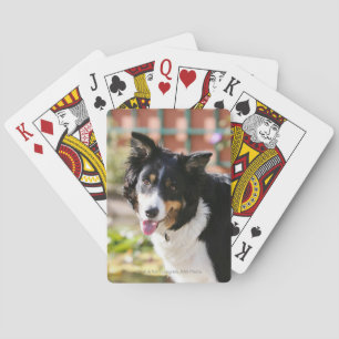 Border Collie Panting 1 Playing Cards