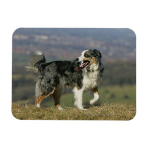 Border Collie Panting 2 Magnet