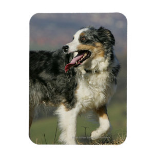 Border Collie Panting 2 Magnet