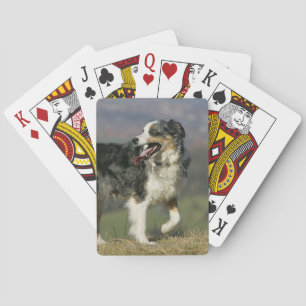Border Collie Panting 2 Playing Cards