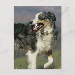 Border Collie Panting 2 Postcard