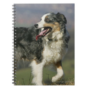 Border Collie Panting 2 Spiral Notebook