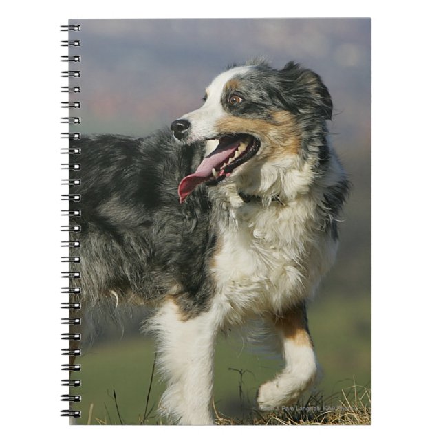 Border Collie Panting 2 Spiral Notebook (Front)