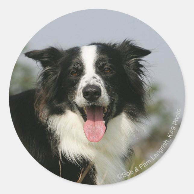 Border Collie Panting Headshot 1 Classic Round Sticker (Front)