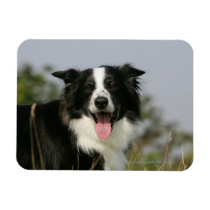 Border Collie Panting Headshot 1 Magnet