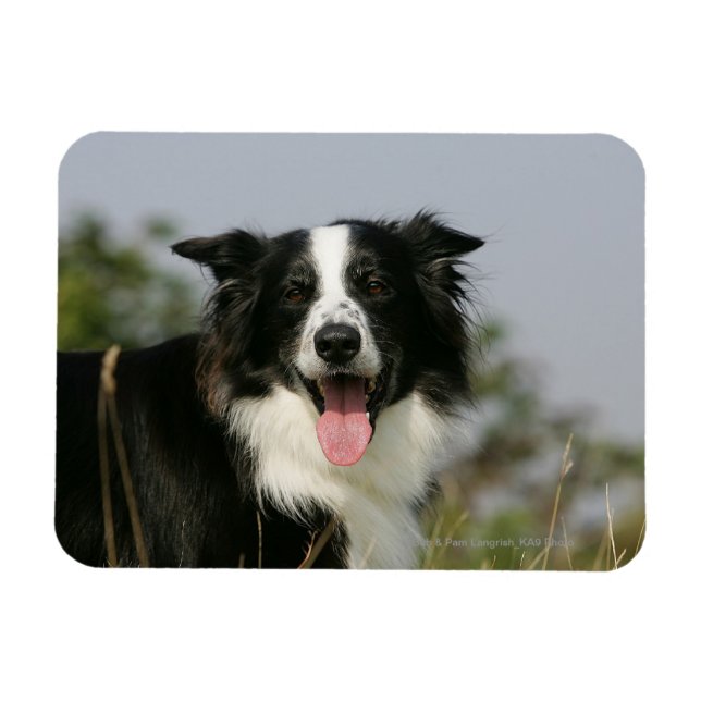 Border Collie Panting Headshot 1 Magnet (Horizontal)