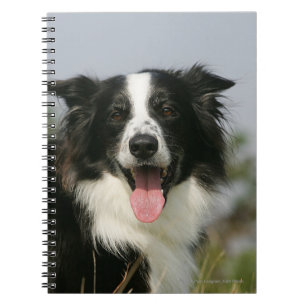 Border Collie Panting Headshot 1 Notebook