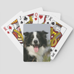 Border Collie Panting Headshot 1 Playing Cards
