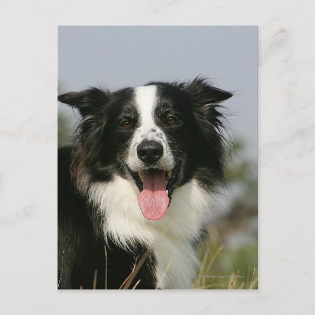 Border Collie Panting Headshot 1 Postcard (Front)