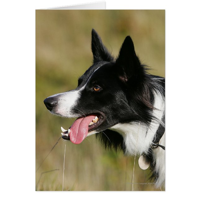 Border Collie Panting Headshot 2 (Front)