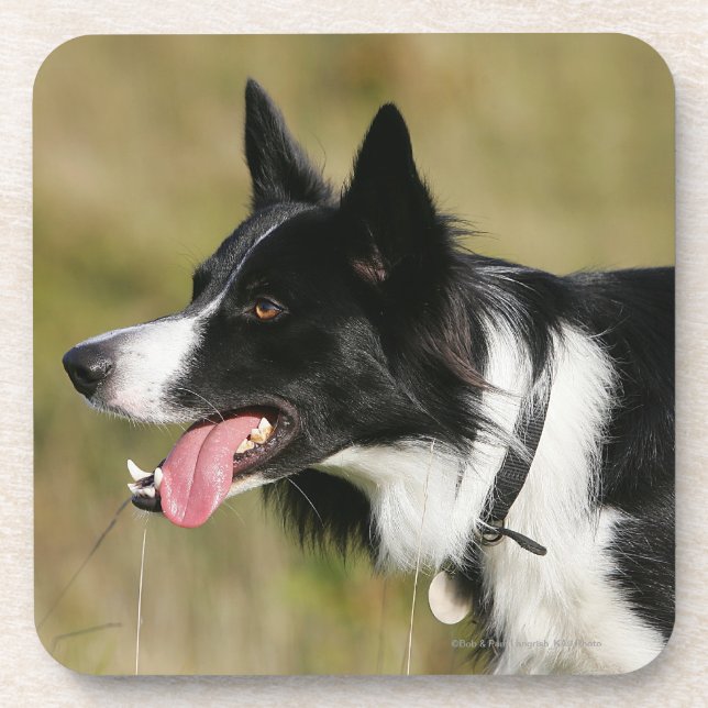 Border Collie Panting Headshot 2 Coaster (Front)