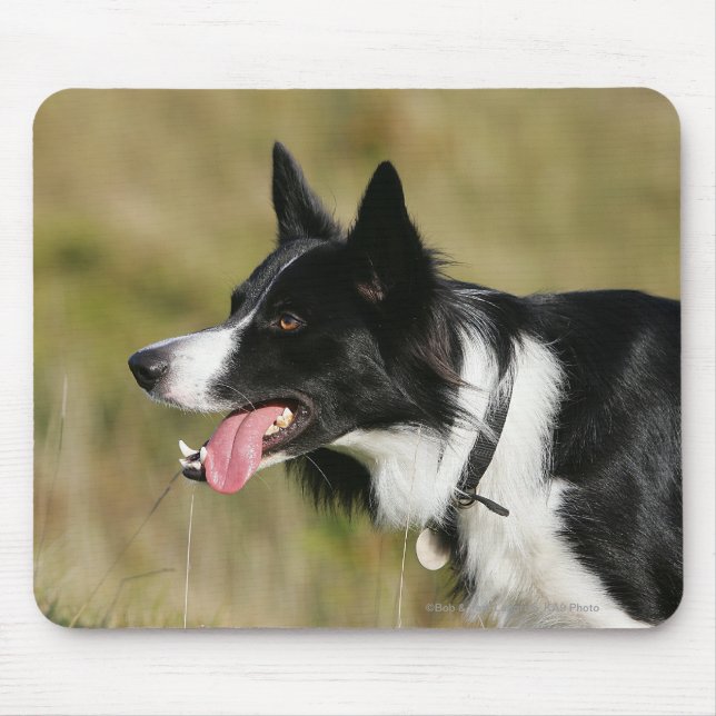 Border Collie Panting Headshot 2 Mouse Pad (Front)